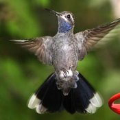 Blue-throated Hummingbird